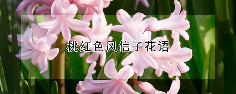 桃红色风信子花语 黄色风信子花语