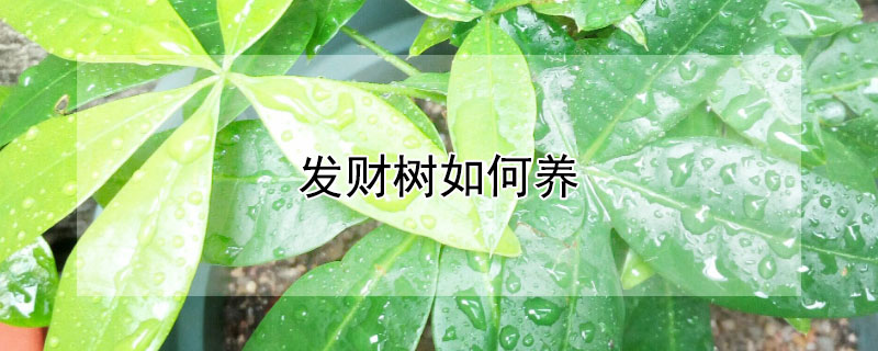 发财树如何养（发财树要怎么养才能枝叶茂盛）