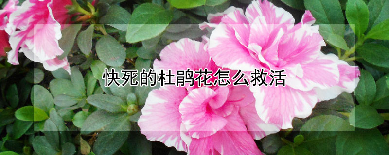 快死的杜鹃花怎么救活（杜鹃花快枯萎了怎么救活）