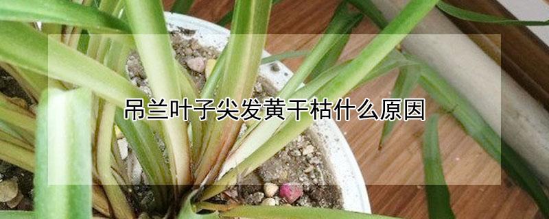 吊兰叶子尖发黄干枯什么原因（吊兰叶子尖发黄干枯什么原因猕猴桃结果照片）