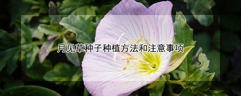 月见草种子种植方法和注意事项 月见草种子食用方法