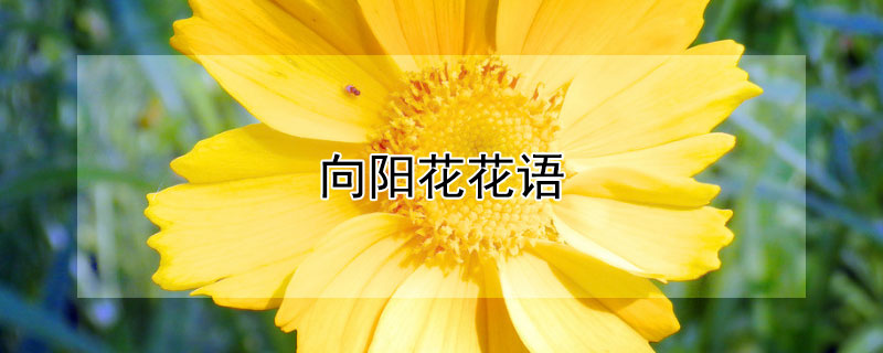 向阳花花语（向阳花花语大全励志语）