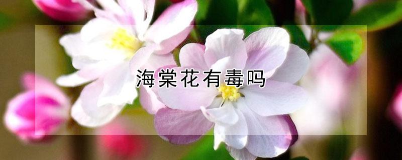 海棠花有毒吗（海棠花有毒吗能在卧室养吗）