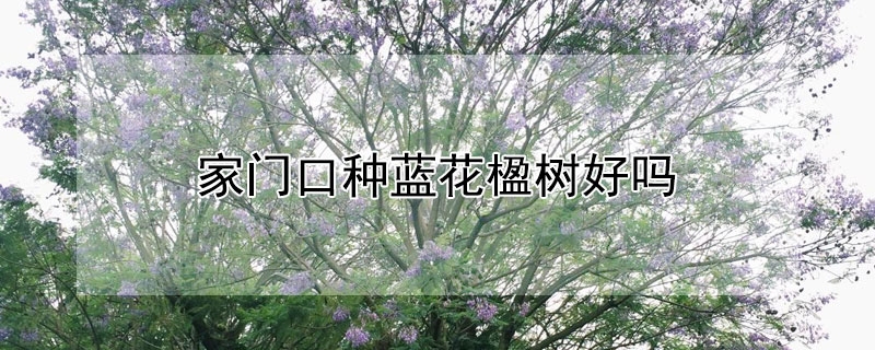 家门口种蓝花楹树好吗 蓝花楹树适合种在家里吗