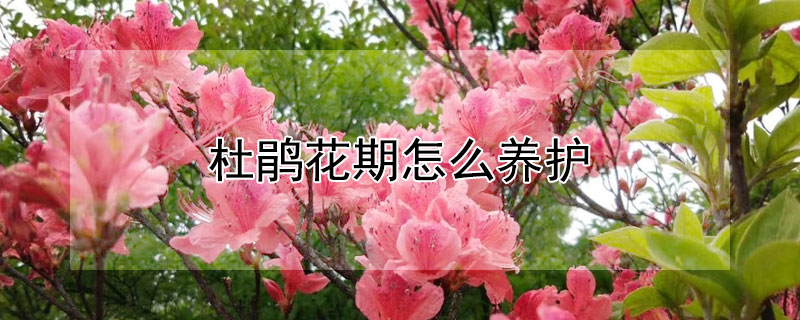 杜鹃花期怎么养护（杜鹃花花期过后怎么养护）