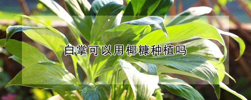 白掌可以用椰糠种植吗（直接椰糠种植）