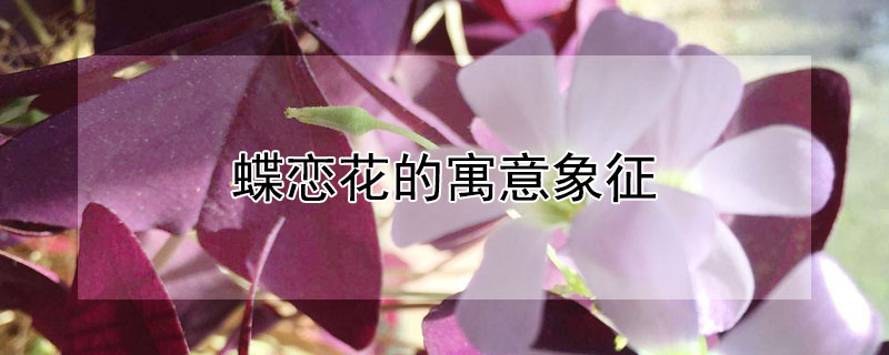 蝶恋花的寓意象征（蝶恋花的寓意象征意义）