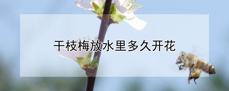 干枝梅放水里多久开花（干枝梅水培啥时候能开花）