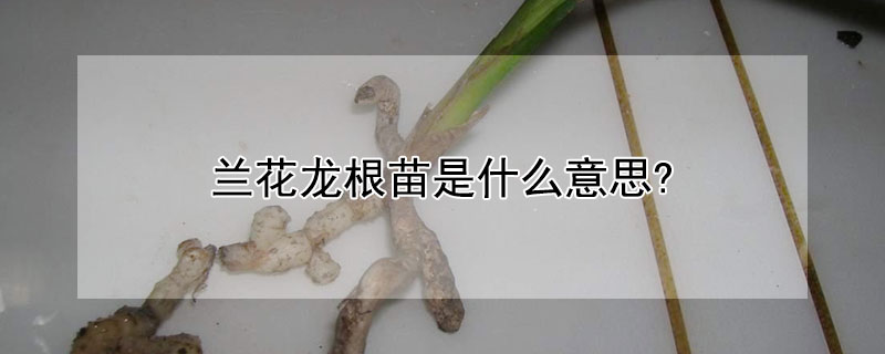 兰花龙根苗是什么意思? 兰花的龙根指的是什么?