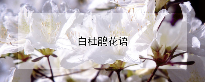 白杜鹃花语（白杜鹃的花语）