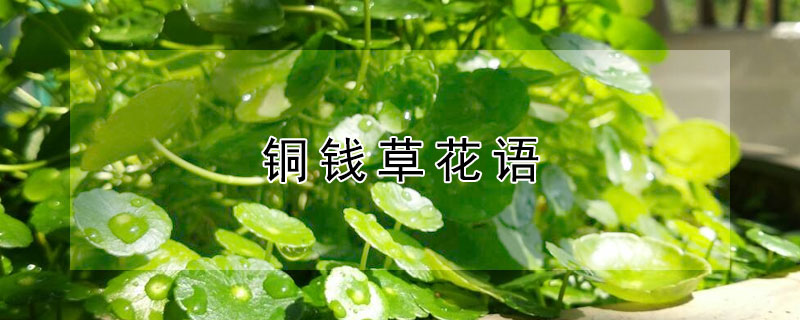 铜钱草花语（铜钱草花语和寓意是什么）