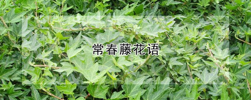 常春藤花语（常春藤花语故事）