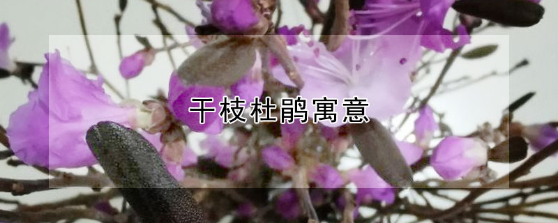 干枝杜鹃寓意 干枝杜鹃的花语是什么