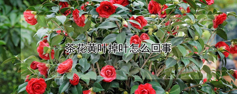 茶花黄叶掉叶怎么回事（茶花叶子发黄掉叶）