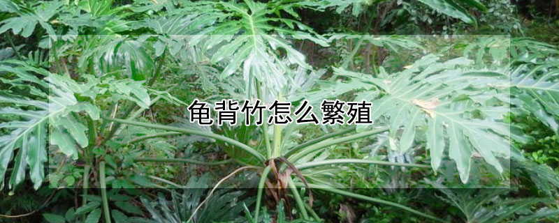 龟背竹怎么繁殖（大型龟背竹怎么繁殖）