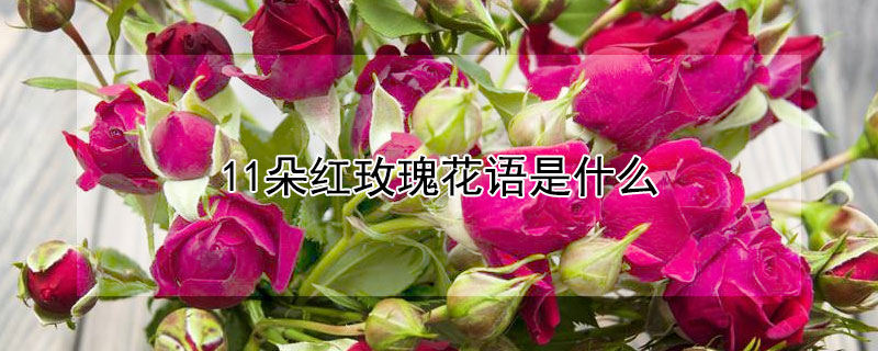 11朵红玫瑰花语是什么 11朵红玫瑰花语是什么意思 寓意