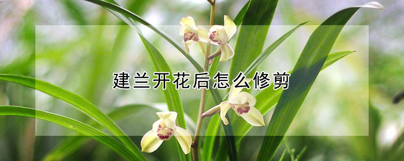 建兰开花后怎么修剪 建兰开完花后怎么样剪