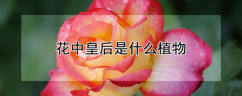 花中皇后是什么植物（花中皇后是什么植物怎么）