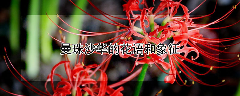 曼珠沙华的花语和象征（曼珠沙华花语是什么知道吗?）