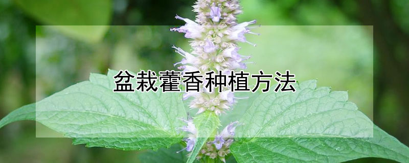 盆栽藿香种植方法 藿香栽培种植技术