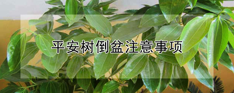 平安树倒盆注意事项 平安树的换盆方法