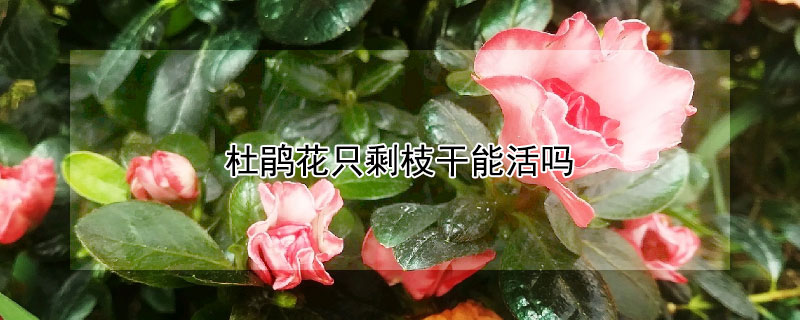 杜鹃花只剩枝干能活吗 杜鹃花干枝了还能活吗