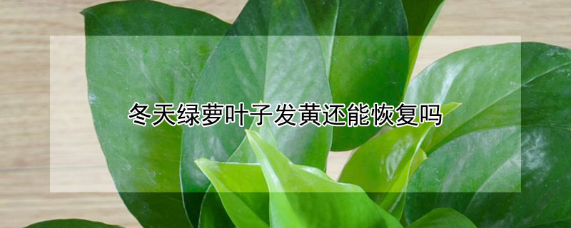 冬天绿萝叶子发黄还能恢复吗（绿萝冬天叶子发黄怎么回事）