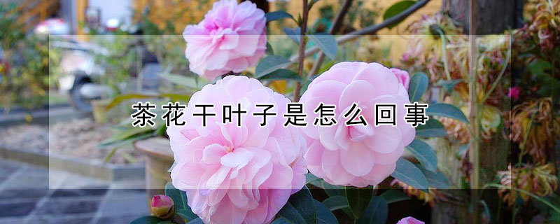 茶花干叶子是怎么回事（茶花叶子干了是怎么回事）