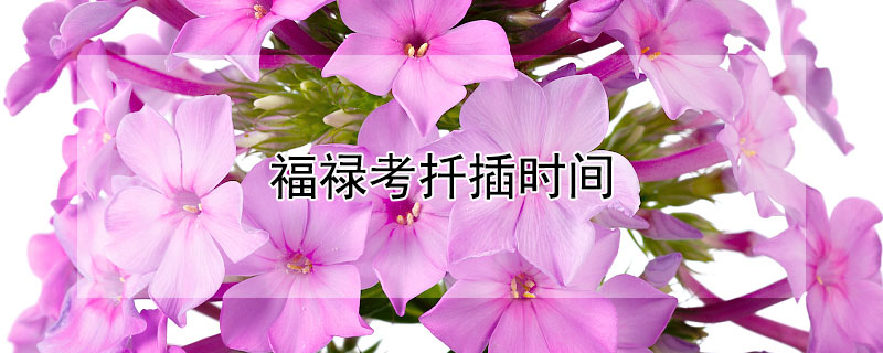 福禄考扦插时间 福禄考从播种到开花需要多少天