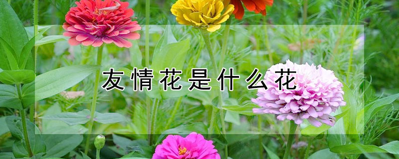 友情花是什么花 友情的花是什么花