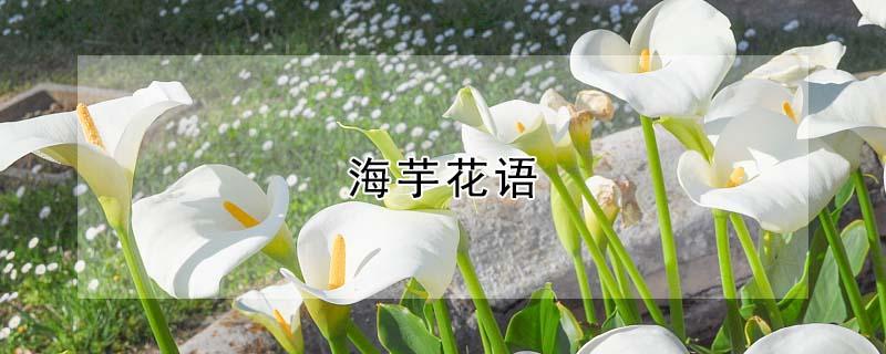 海芋花语 黑色海芋花语