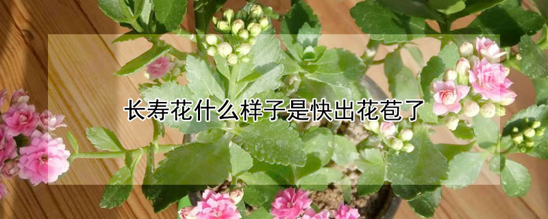 长寿花什么样子是快出花苞了（长寿花刚开始长花苞）