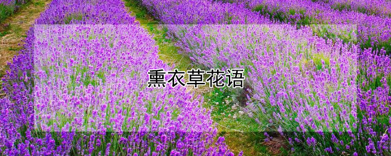 熏衣草花语（薰衣草花语和寓意）