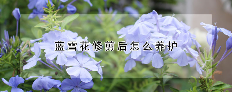 蓝雪花修剪后怎么养护（蓝雪花要怎么修剪）