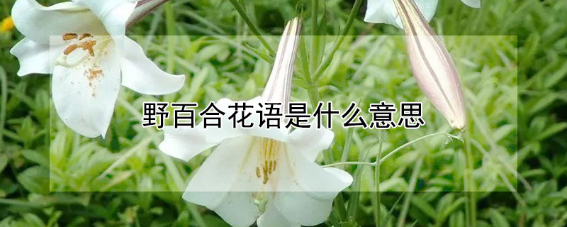 野百合花语是什么意思 野百合花的花语是什么