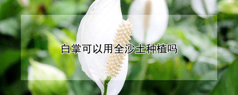 白掌可以用全沙土种植吗（白掌的养殖用什么土）