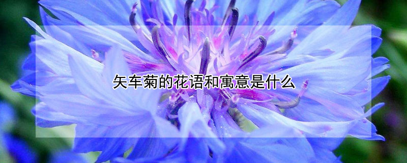 矢车菊的花语和寓意是什么（白色矢车菊的花语和寓意是什么）