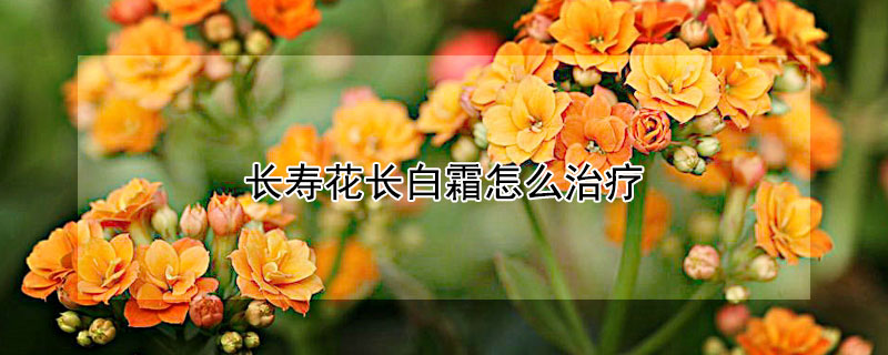 长寿花长白霜怎么治疗（长寿花得了白霜病怎么治疗）