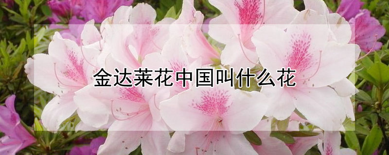 金达莱花中国叫什么花（金达莱花学名叫什么）