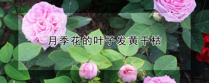 月季花的叶子发黄干枯（月季花总是干枯黄叶是怎么回事）