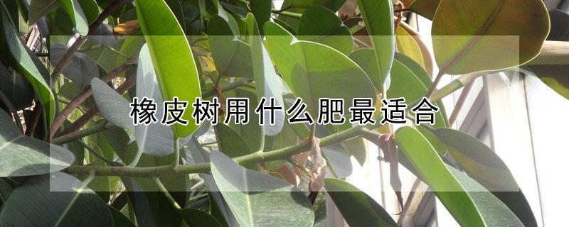 橡皮树用什么肥最适合 橡皮树施肥用什么肥料