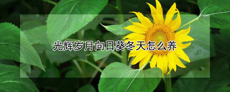 光辉岁月向日葵冬天怎么养（光辉岁月向日葵种植时间和方法）