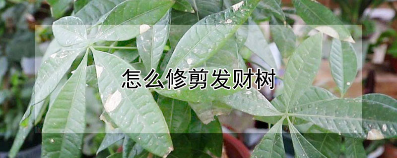 怎么修剪发财树（怎么修剪发财树盆栽）