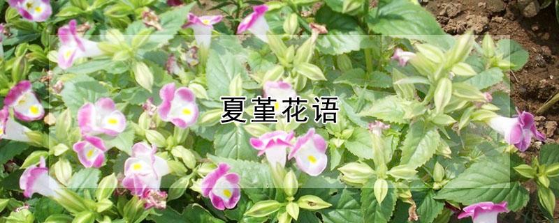 夏堇花语（夏堇花语和寓意）