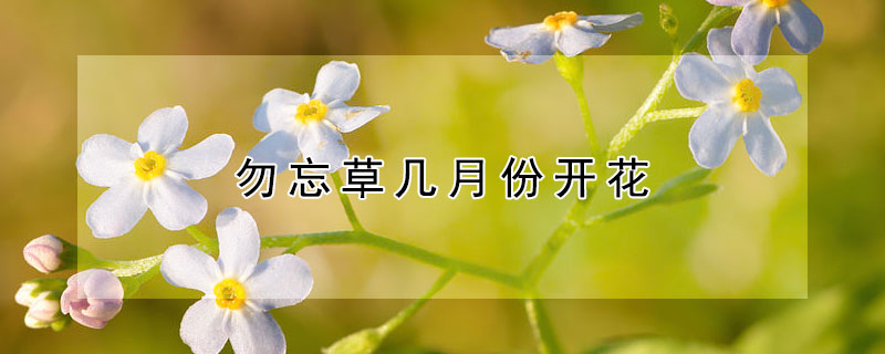 勿忘草几月份开花（勿忘草几月份播种）