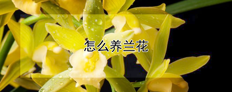 怎么养兰花（怎么养兰花才能开花）