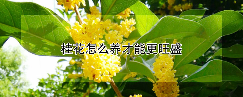 桂花怎么养才能更旺盛 四季桂花怎么养才能更旺盛