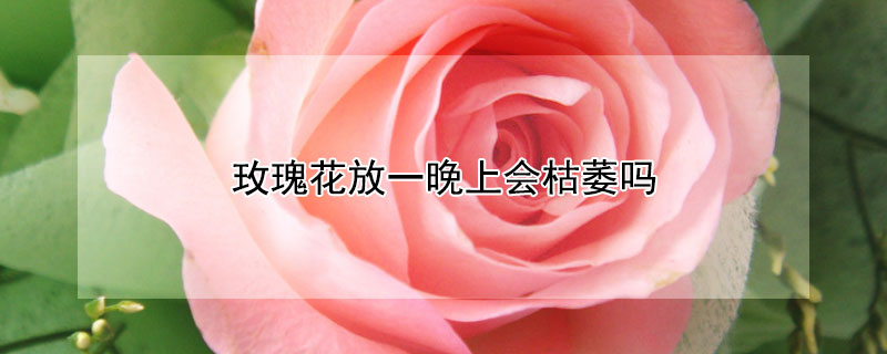 玫瑰花放一晚上会枯萎吗 玫瑰花放一天会枯萎吗