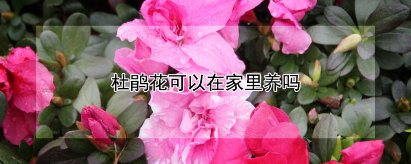 杜鹃花可以在家里养吗（杜鹃花能不能在家养）