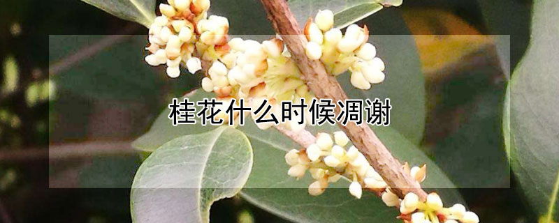 桂花什么时候凋谢（桂花什么时候凋谢什么时候开花）